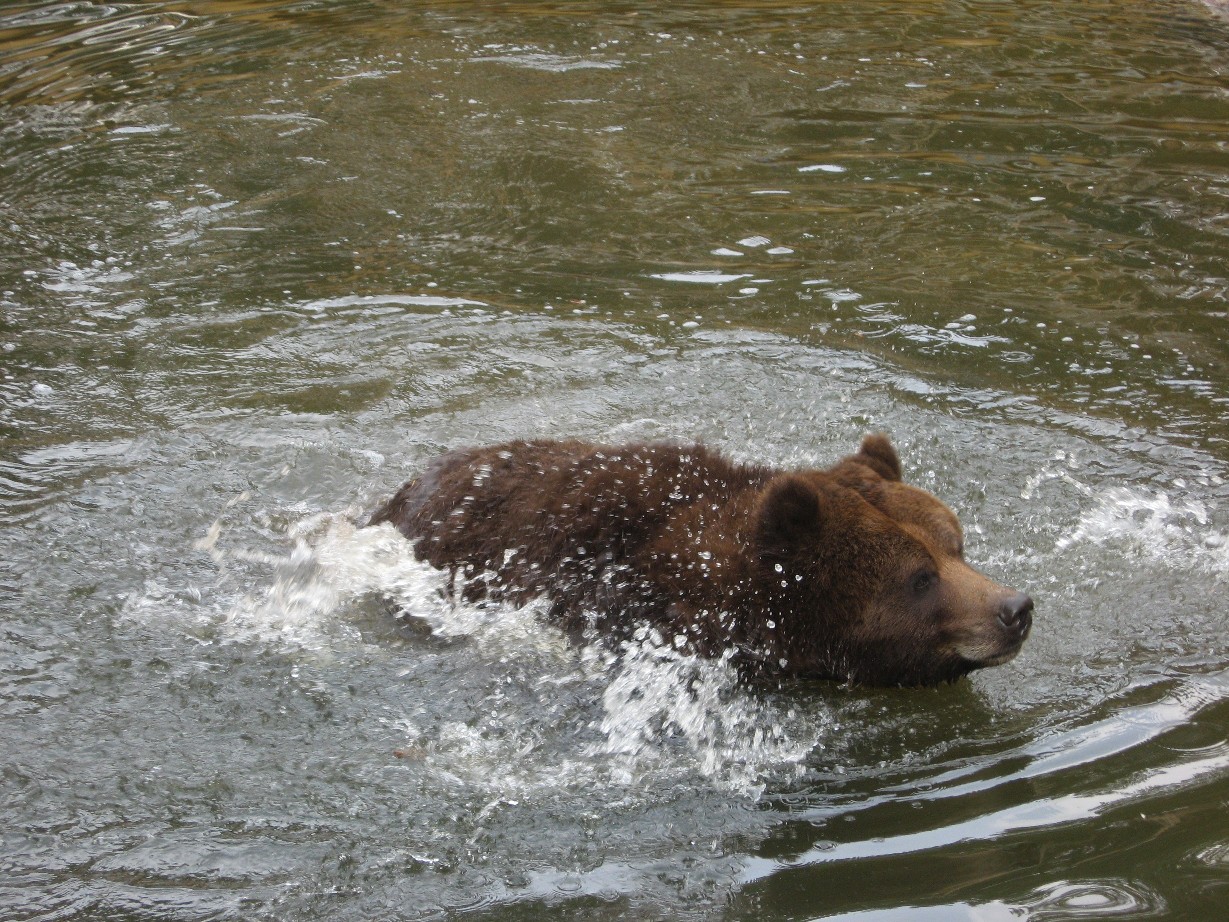 Ein Bär schüttelt sich im Wasser