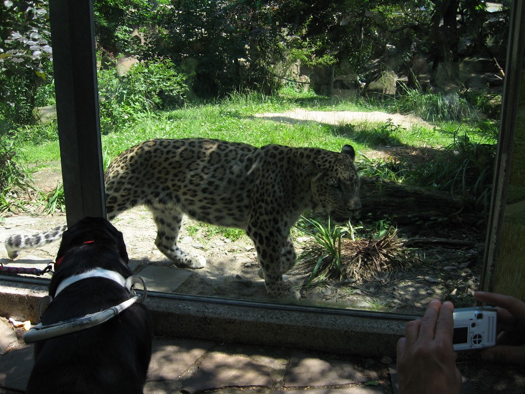 Aron und ein Leopard blicken sich im Zoo an